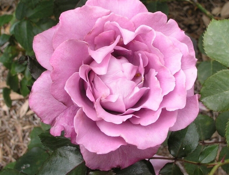 Victora State Rose Garden
