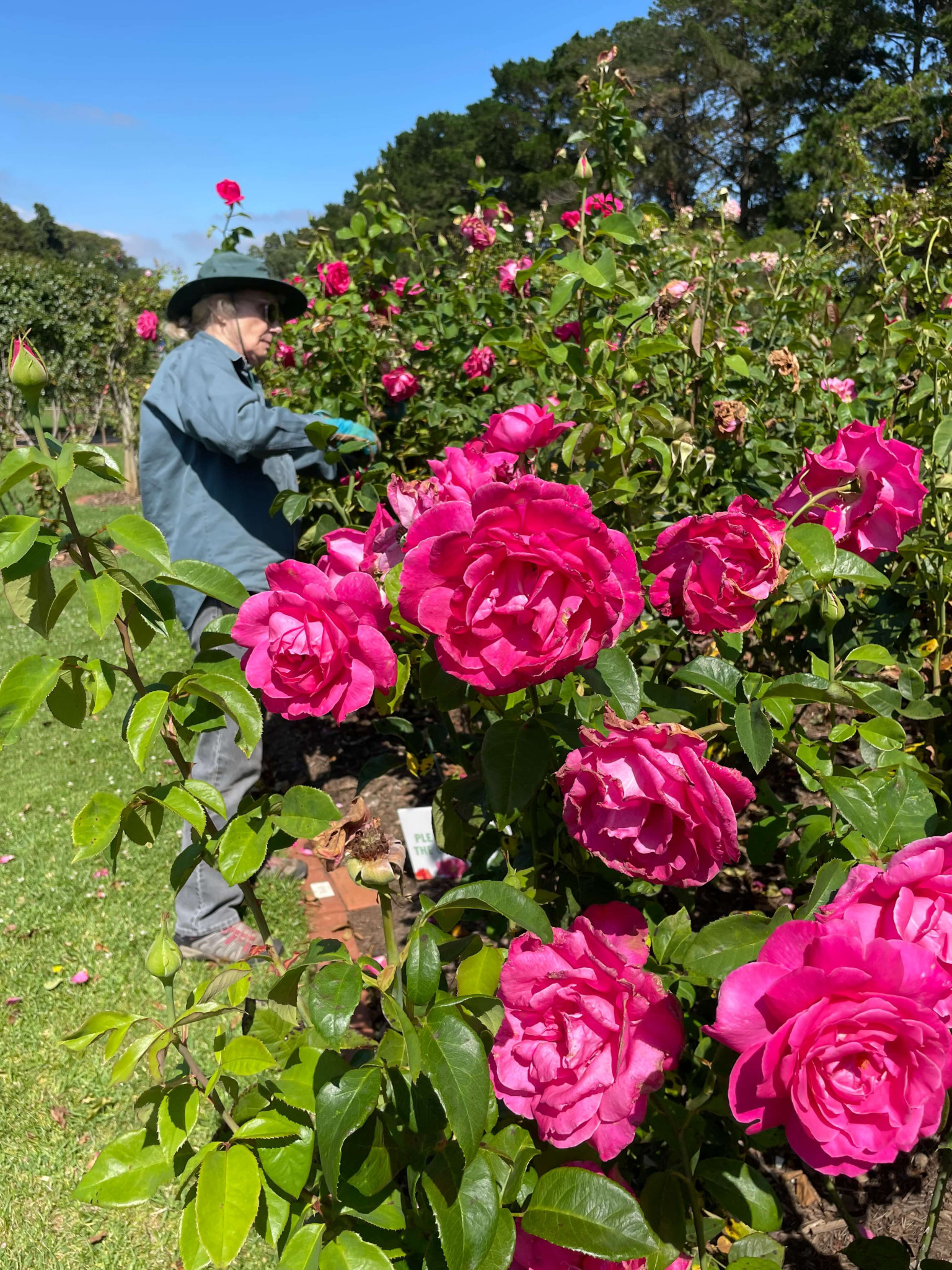 Deadheading will be the main activity for volunteers until early April!