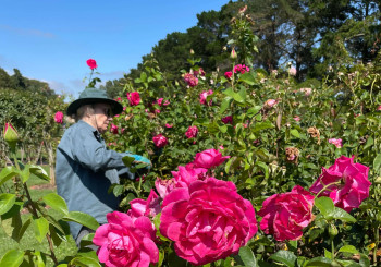 Deadheading is in full swing to keep roses blooming beautifully.