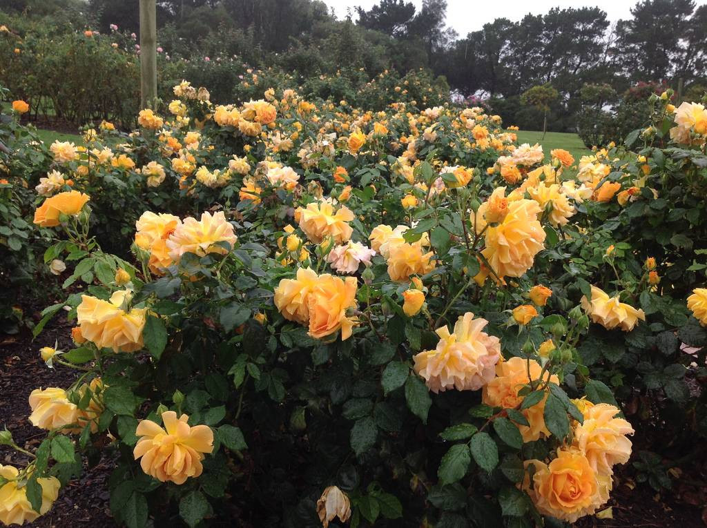 Victora State Rose Garden