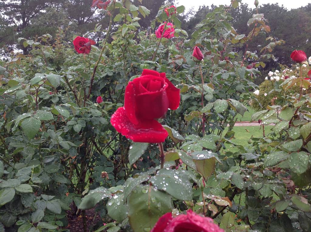 Victora State Rose Garden