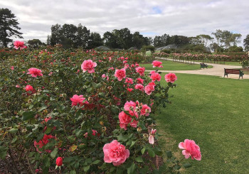 Pruning Began Early in 2025 - Mid May