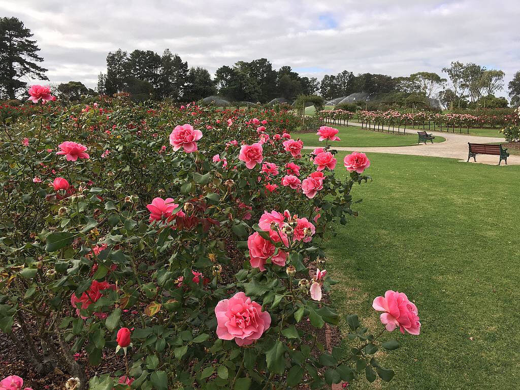 Pruning looms! Still so many blooms!! Pruning starts on 15th May.