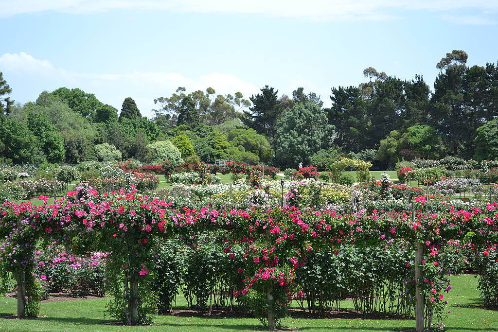 Victora State Rose Garden