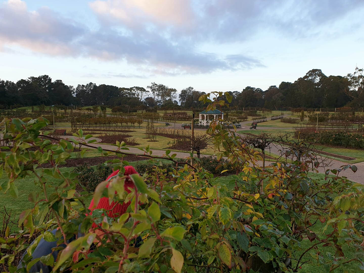 Victora State Rose Garden