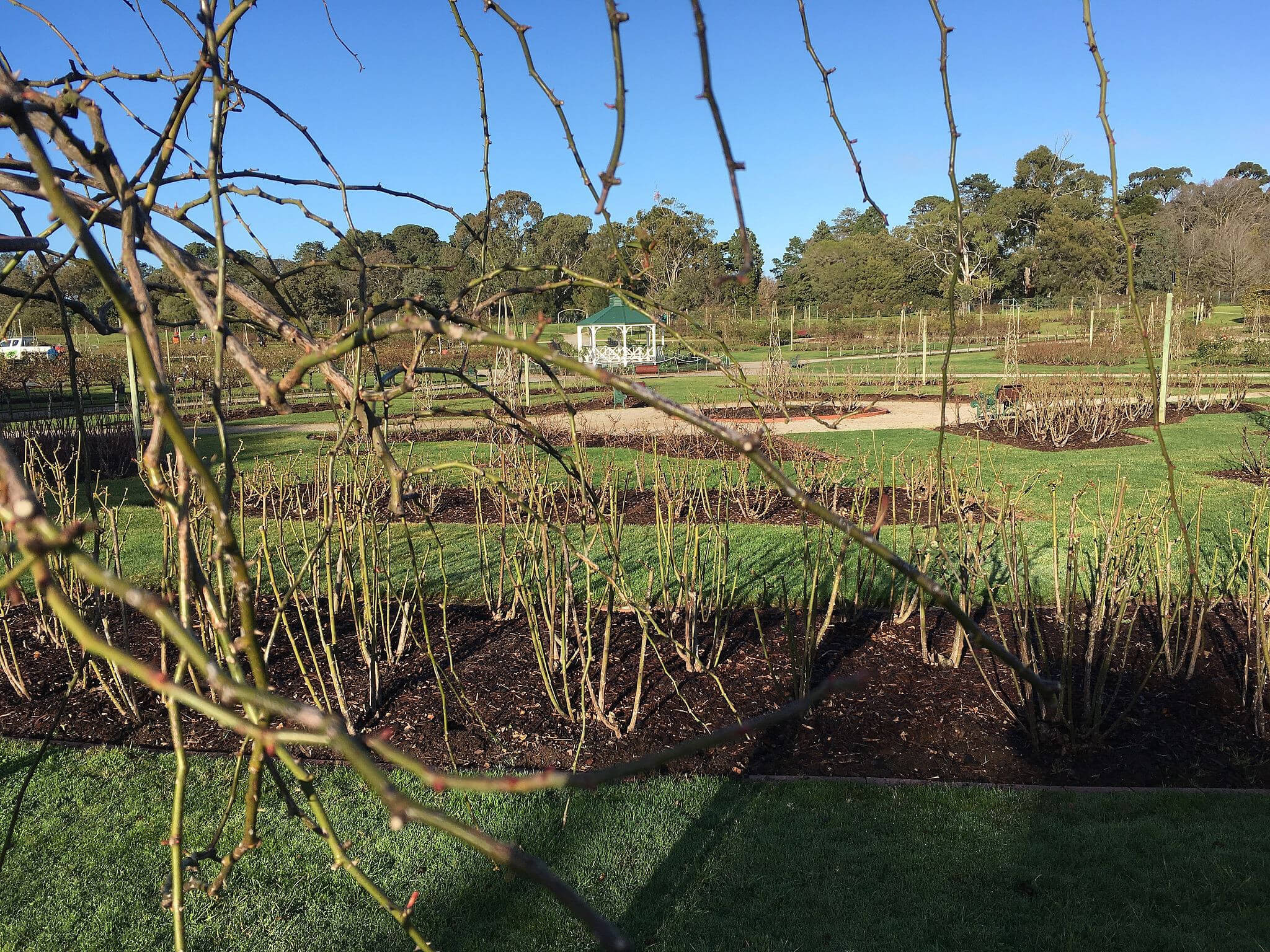 Victora State Rose Garden