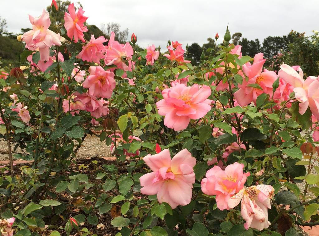 Victora State Rose Garden