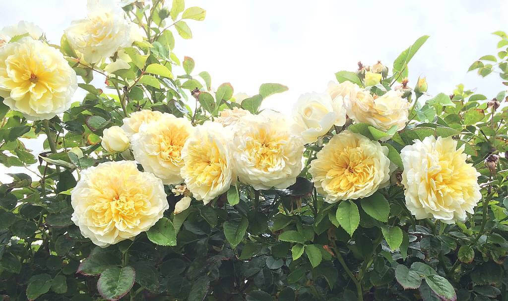 Victora State Rose Garden