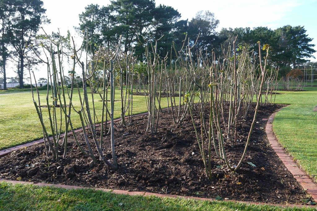 Victora State Rose Garden