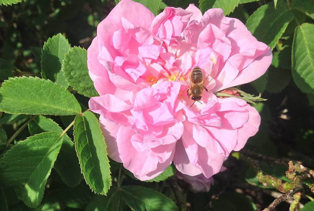 Victora State Rose Garden