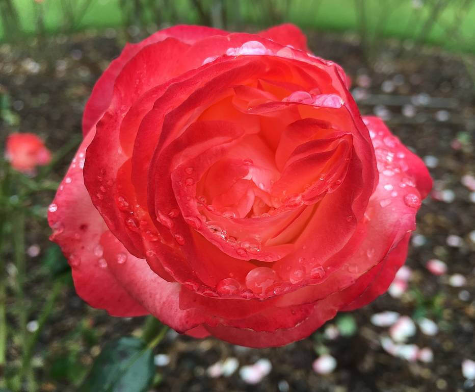 Victora State Rose Garden