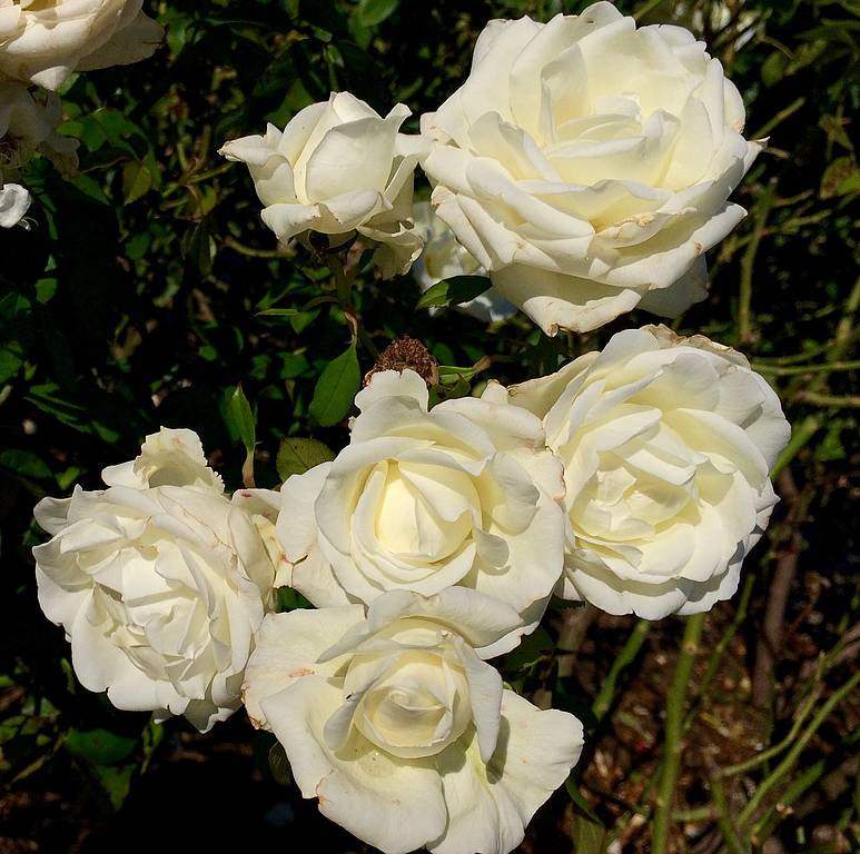 Victora State Rose Garden