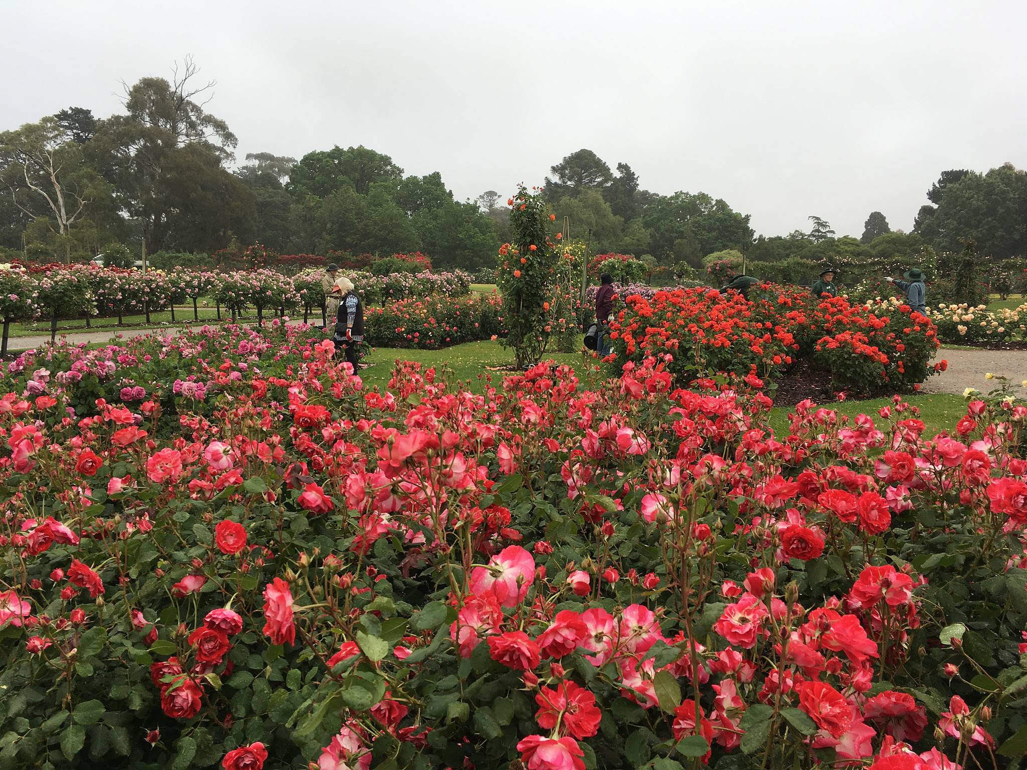 Victora State Rose Garden