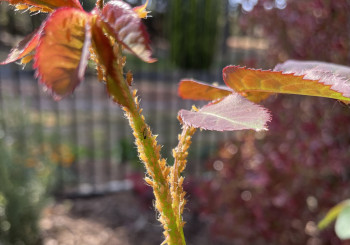 A “Safe” spray for those garden pests and fungal diseases.