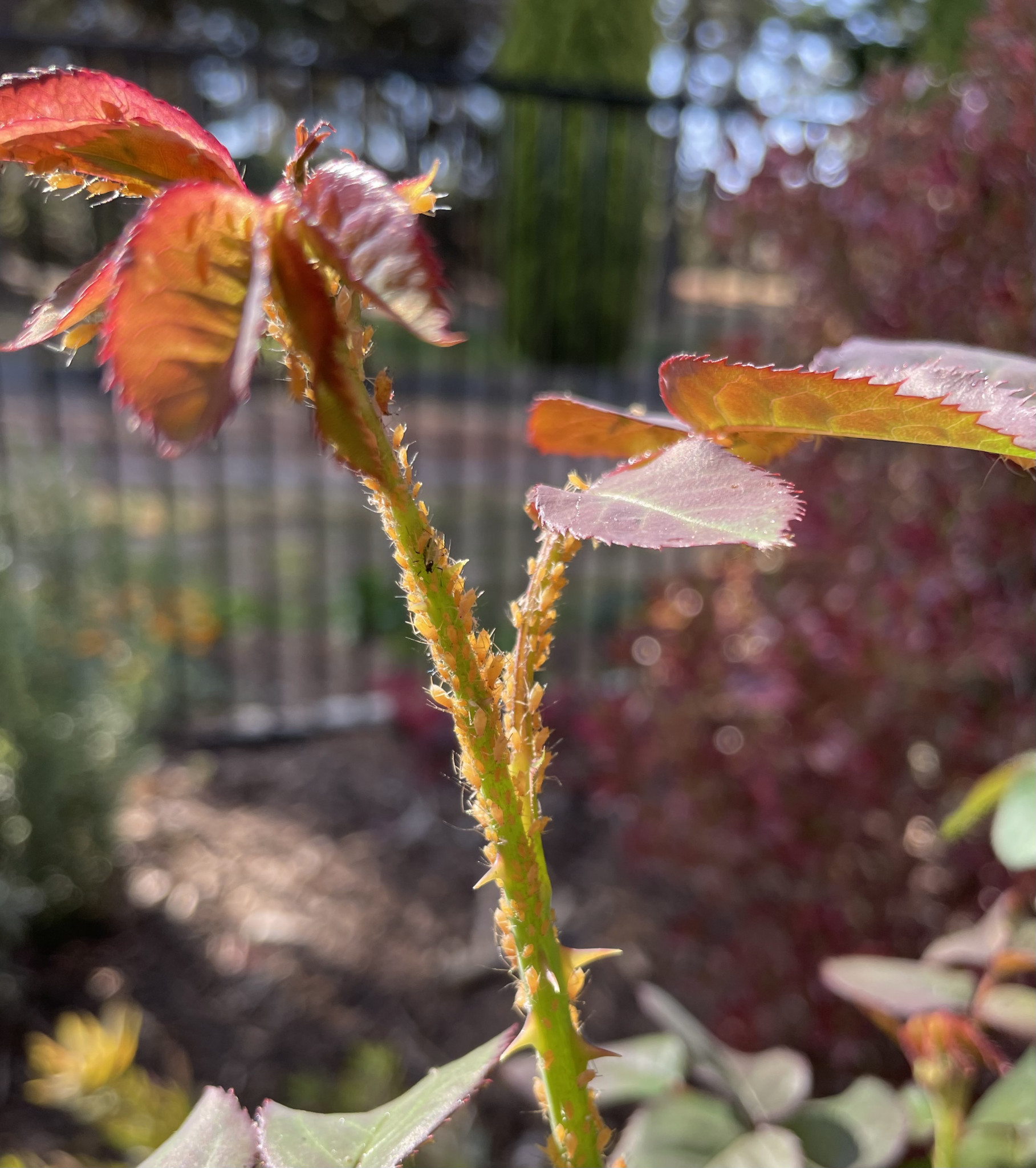 A “Safe” spray for those garden pests and fungal diseases.