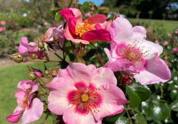 Just ONE of the 5000 photo opportunities at the Vic State Rose Garden.