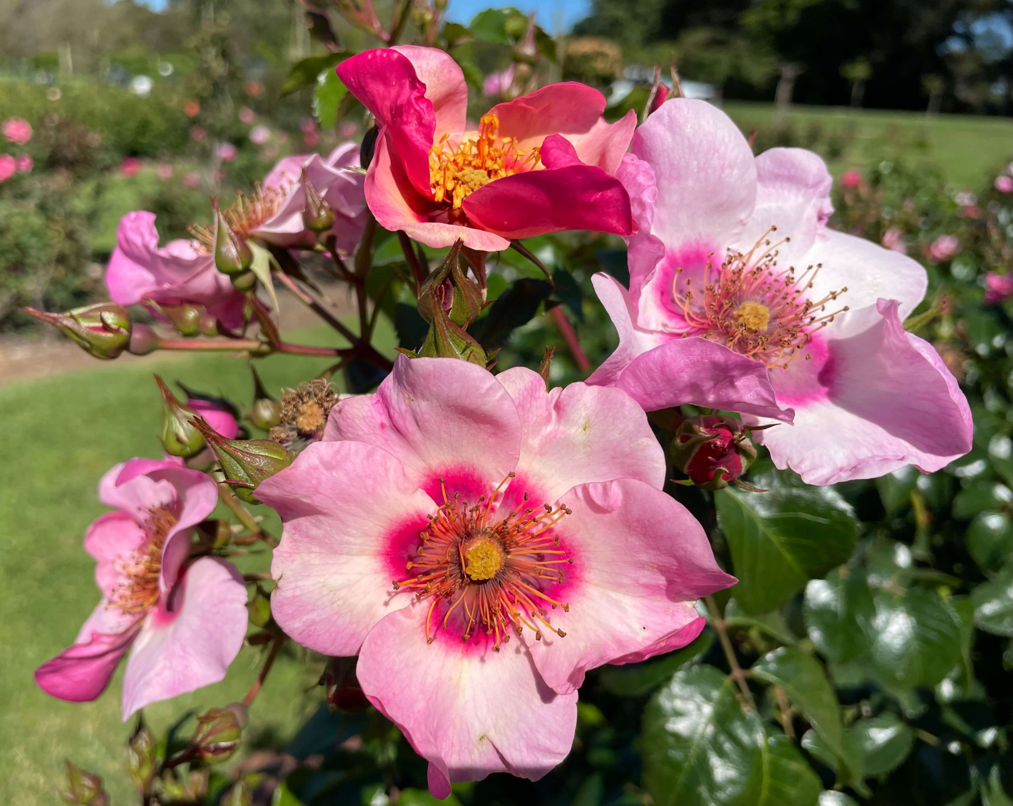 Just ONE of the 5000 photo opportunities at the Vic State Rose Garden.