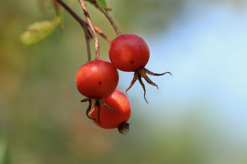 Raising roses from seeds