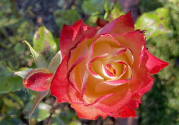 There are still Roses in Bloom but not for long!