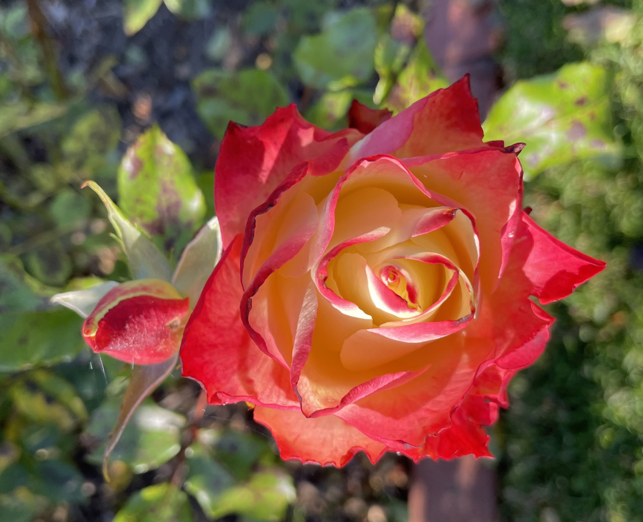 There are still Roses in Bloom but not for long!