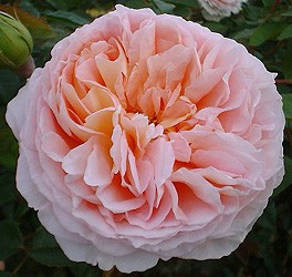 abraham-darby-1689748977.jpg