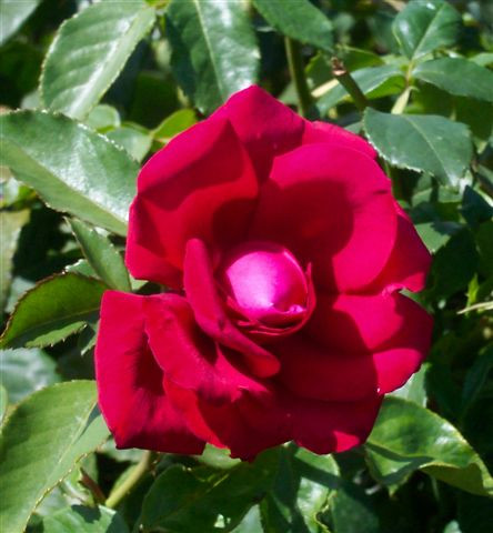 Australian Bicentennial | Victoria State Rose Garden, Werribee Park