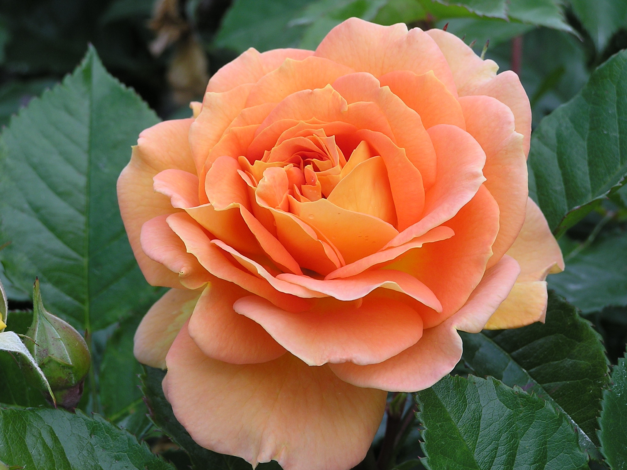 Great Performers | Victoria State Rose Garden, Werribee Park