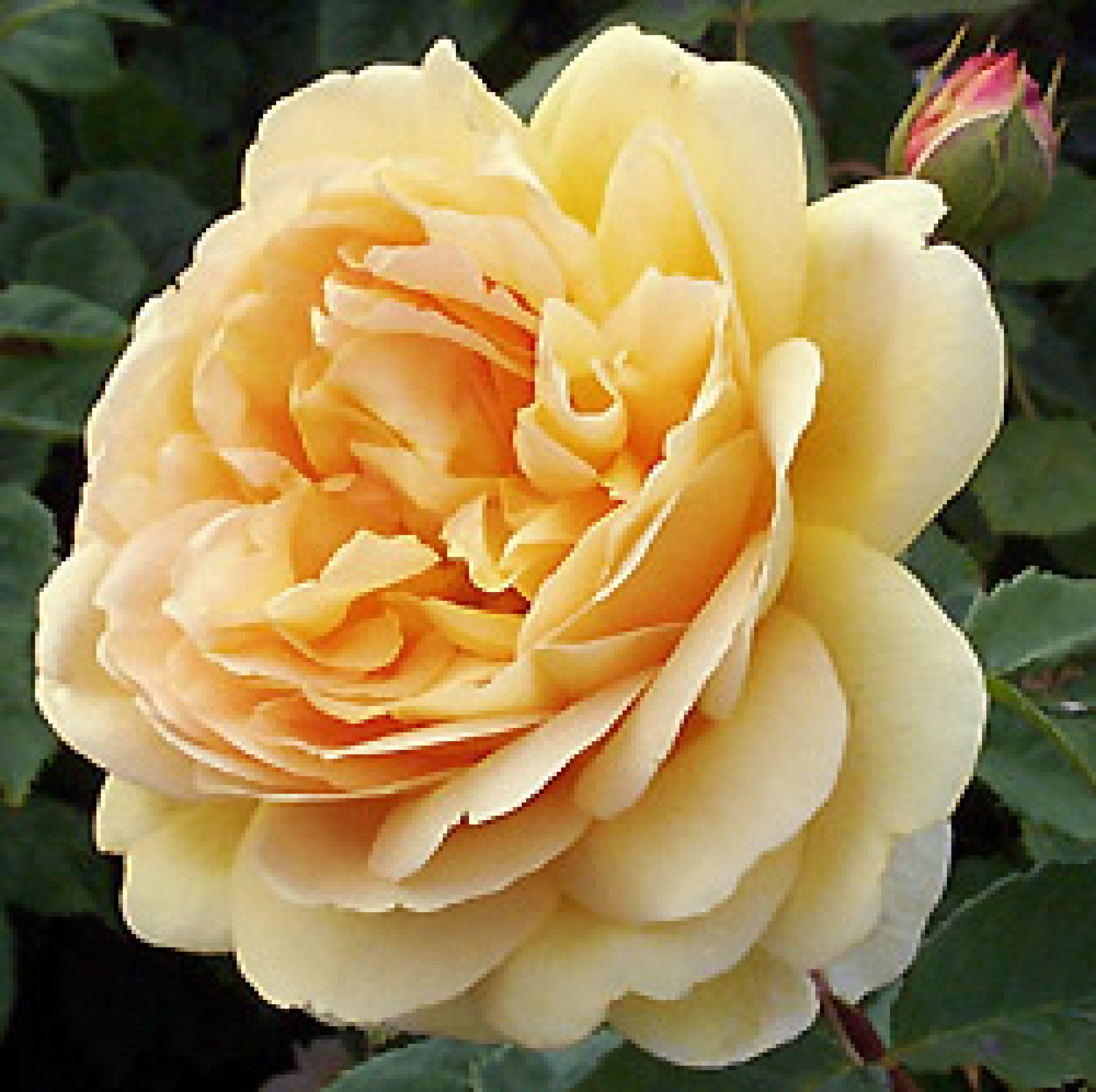 Lots of Perfume | Victoria State Rose Garden, Werribee Park