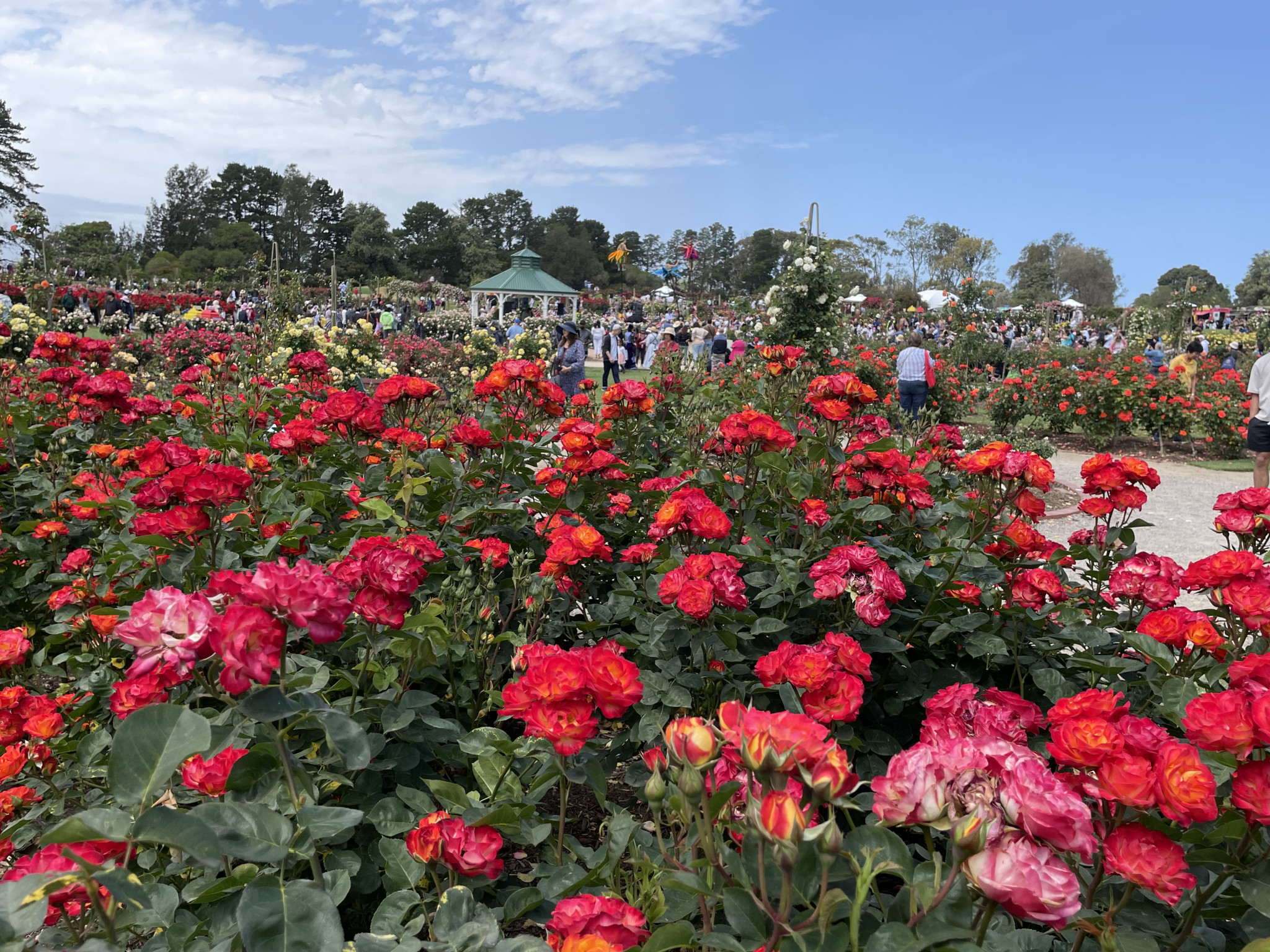 Beautiful Rose Blooms captivate.