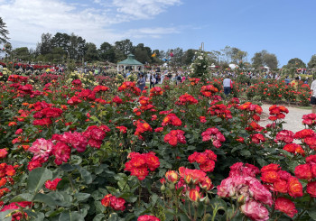 Beautiful Rose Blooms captivate.